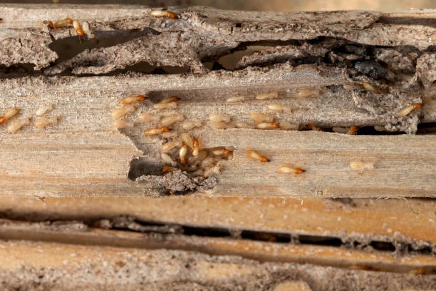 Best Pest Removal Services  in Emerson, NJ