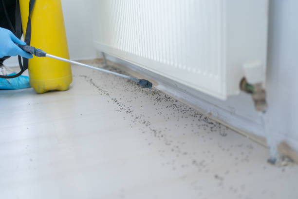 Best Pest Control for Restaurants  in Emerson, NJ