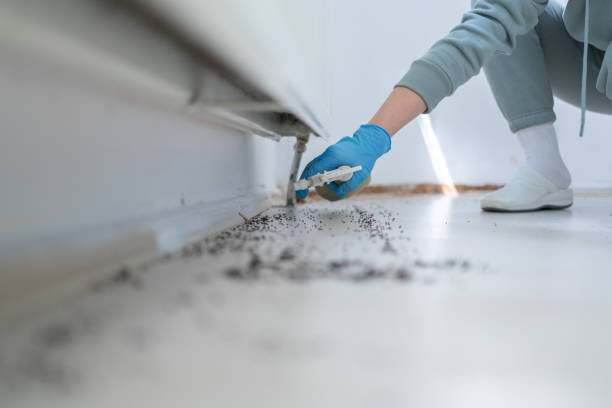 Best Wasp Removal Services  in Emerson, NJ